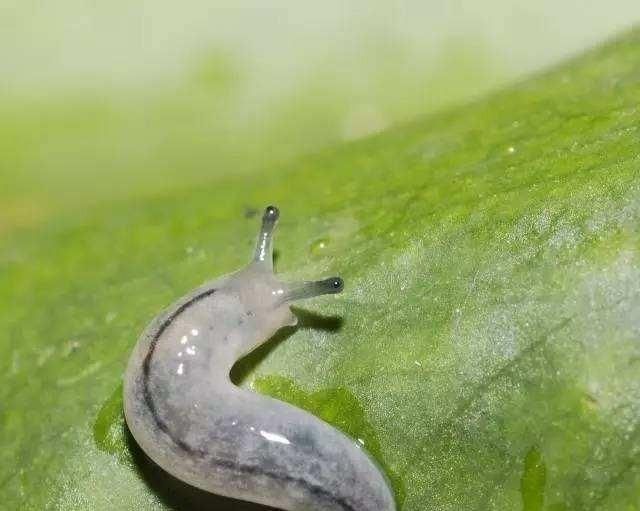 鼻涕虫怎么彻底消灭(鼻涕虫怎么彻底消灭菜地)图2