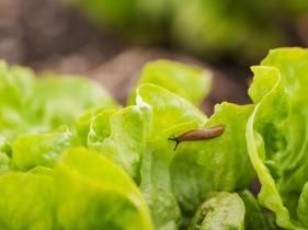 鼻涕虫怎么彻底消灭(鼻涕虫怎么彻底消灭菜地)图5