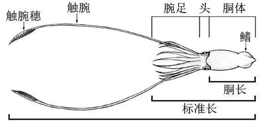 大王乌贼为什么和抹香鲸是死敌图7