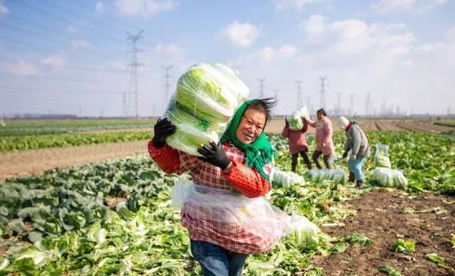 今年什么时间种秋白菜(今年什么时间种秋白菜呢)图4