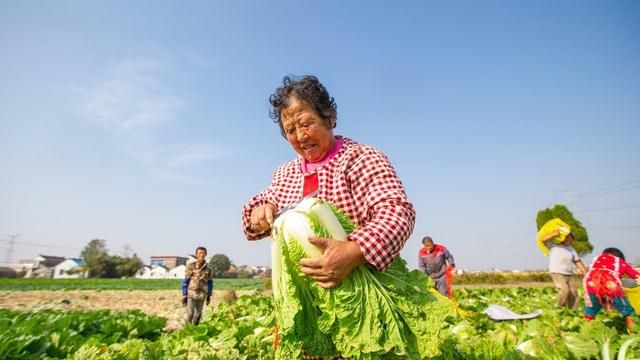 今年什么时间种秋白菜(今年什么时间种秋白菜呢)图5