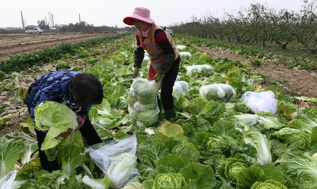 今年什么时间种秋白菜(今年什么时间种秋白菜呢)图7