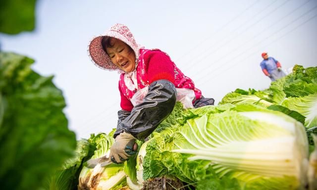 今年什么时间种秋白菜(今年什么时间种秋白菜呢)图9