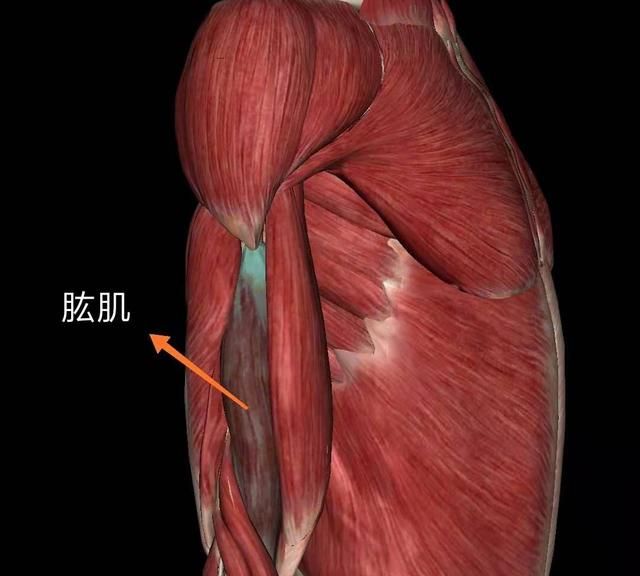 如何拥有肱二头肌,肱二头肌训练动作图3