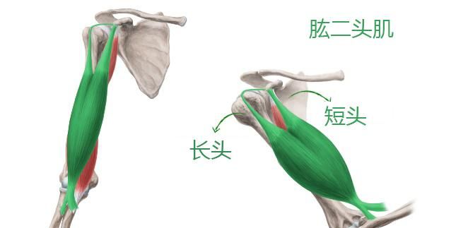 如何拥有肱二头肌,肱二头肌训练动作图15