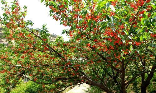 种植樱桃前景怎么样(樱桃未来十年前景怎么样)图4