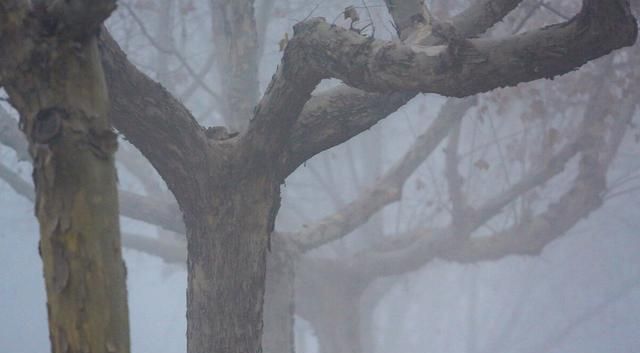 哪些体质的人不适合吃山药(哪些人不适合吃山药粉)图5