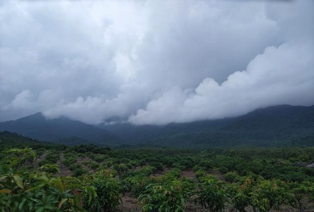 芒果怎么种植图2