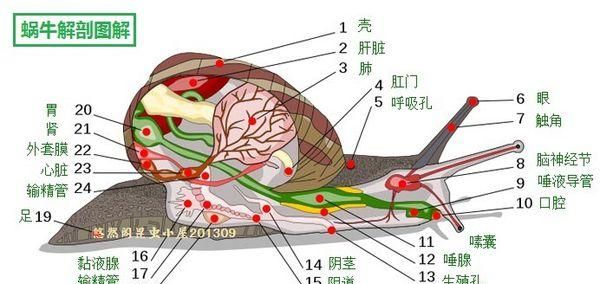 蜗牛有牙齿吗在哪里图4