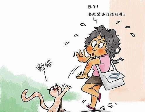 猫抓伤得狂犬病的几率有多大,人被猫抓伤得狂犬病几率多少图1