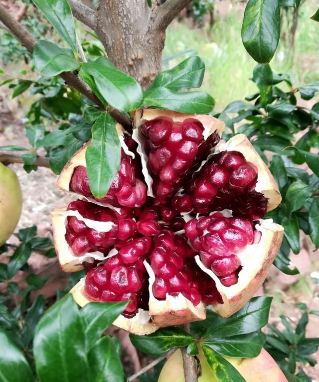 夏季有哪些好吃的水果(每个季节适合吃什么水果)图1