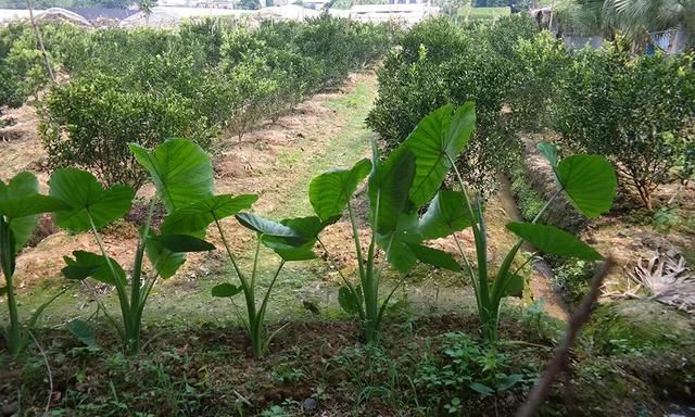 荔浦大芋头的种植方法,荔浦芋头适合什么地方种植图3