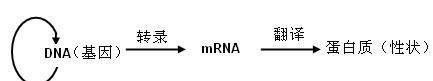 信使rna到底有什么作用呢图1