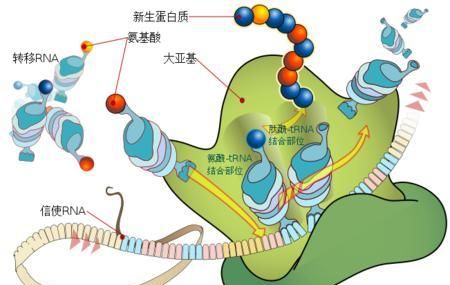 信使rna到底有什么作用呢图2