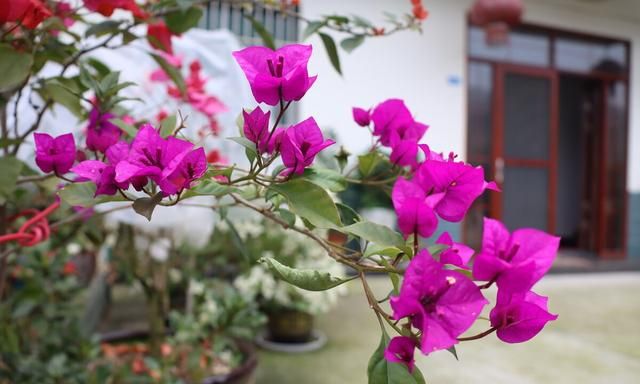 三角梅开花的时候怎样浇水,三角梅开花时间如何浇水图7