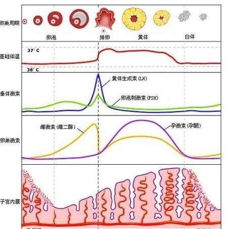 如何确定排卵期(怎么确定猪排卵期)图3