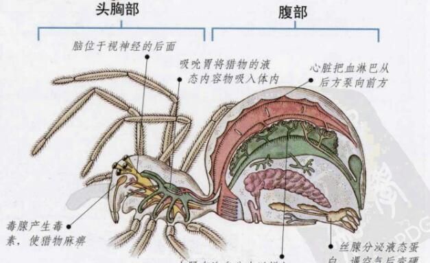 蜘蛛是一种昆虫吗,蜘蛛是不是昆虫呀图2