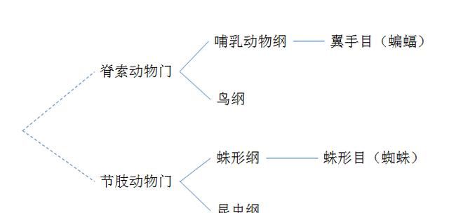 蜘蛛是一种昆虫吗,蜘蛛是不是昆虫呀图3