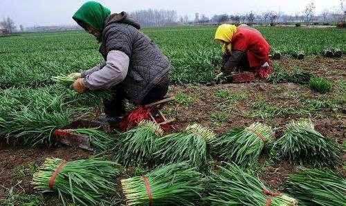 春天适合吃什么蔬菜,春天吃什么蔬菜长高最快最好图3