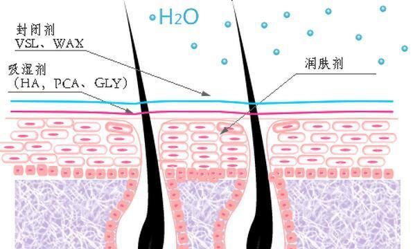 皮肤如何保持水分图1