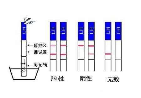 验孕试纸怎么使用图1