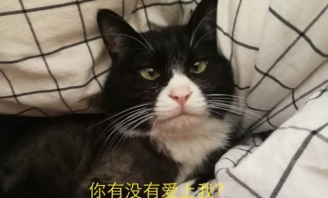 什么人不适合养猫风水图4