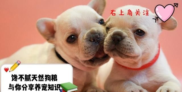 为什么有人说养狗要养柯基犬(为什么不建议养柯基犬)图1